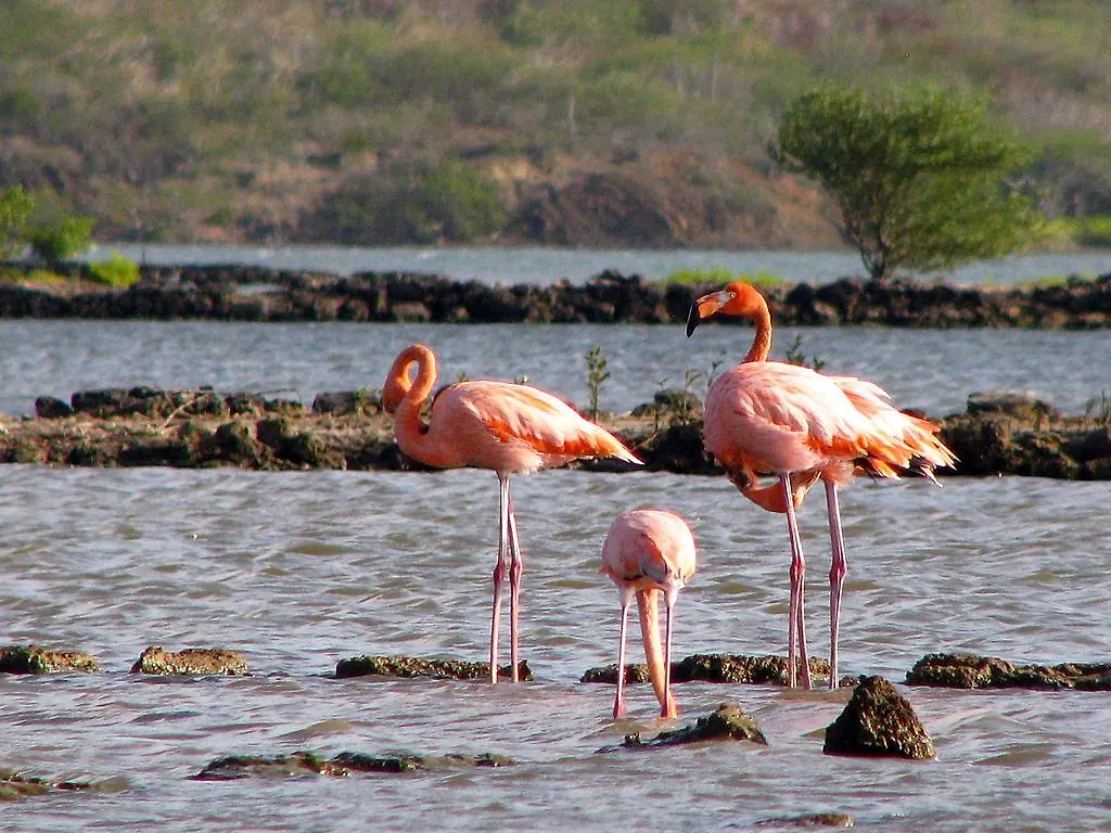 Dream Of The Green Flamingo Willibrordus 0*,  Curacao