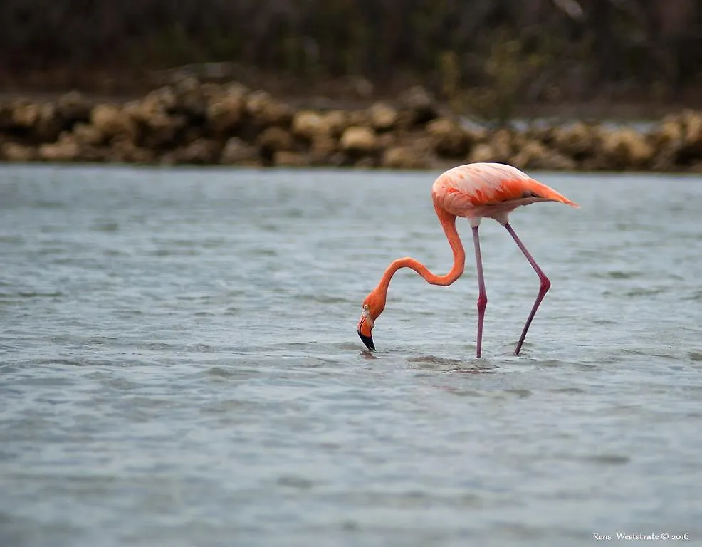 Apartamento Dream Of The Green Flamingo Willibrordus
